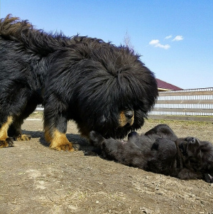 Additional photos: Tibetan mastiff puppies