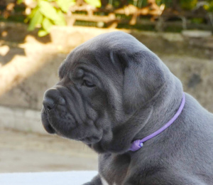Photo №4. I will sell cane corso in the city of Yuzhnoukrainsk. private announcement, from nursery, breeder - price - 1625$