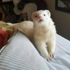 Photo №3. Two loving ferrets for sale. Israel