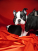 Additional photos: Boston terrier puppies