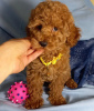 Photo №1. poodle (toy) - for sale in the city of Berlin | Is free | Announcement № 68931