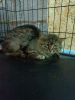 Photo №4. I will sell siberian cat in the city of Москва. private announcement - price - Is free