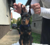 Additional photos: Doberman puppies