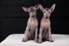 Photo №2 to announcement № 121650 for the sale of mexican hairless dog - buy in Croatia 