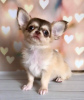 Photo №2 to announcement № 105036 for the sale of chihuahua - buy in Germany breeder