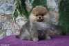 Photo №4. I will sell pomeranian in the city of Сигулда. from nursery - price - 1268$