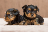 Photo №1. yorkshire terrier - for sale in the city of Cochem | Is free | Announcement № 122656