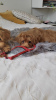 Additional photos: Puppies Maltipu