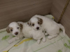 Photo №1. poodle (toy) - for sale in the city of Orenburg | 1041$ | Announcement № 52204