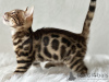 Photo №1. bengal cat - for sale in the city of New Orleans | 300$ | Announcement № 101558
