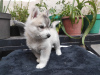 Photo №1. siberian husky - for sale in the city of Korolev | negotiated | Announcement № 13070