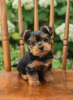 Photo №2 to announcement № 92908 for the sale of yorkshire terrier - buy in Ireland private announcement