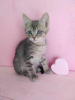 Photo №3. Kittens Almazik and Topazik are looking for a home!. Russian Federation