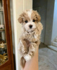 Photo №1. maltese dog - for sale in the city of Berlin | 370$ | Announcement № 116802