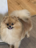 Photo №2 to announcement № 22080 for the sale of pomeranian - buy in Turkey breeder