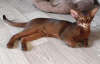 Photo №2 to announcement № 8959 for the sale of abyssinian cat - buy in Belarus from nursery