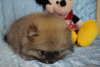 Additional photos: Spitz puppy boy