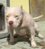 Additional photos: American Pocket Bully puppies