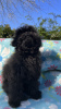 Photo №2 to announcement № 45495 for the sale of poodle (toy) - buy in Italy private announcement