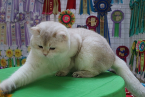 Photo №2 to announcement № 1146 for the sale of british shorthair - buy in Ukraine breeder