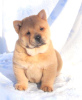 Additional photos: chow-chow puppy