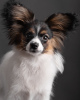 Photo №1. papillon dog - for sale in the city of Ternopil | 946$ | Announcement № 5830