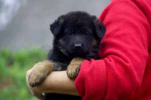 Photo №2 to announcement № 6527 for the sale of german shepherd - buy in Ukraine 