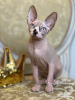 Photo №1. sphynx-katze - for sale in the city of New York | negotiated | Announcement № 10749