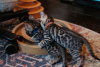 Photo №1. bengal cat - for sale in the city of Ohio City | 300$ | Announcement № 31243