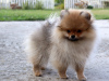 Additional photos: Pomeranian Girl, Orange Sable