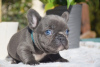Additional photos: French bulldog puppies for sale.