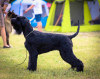 Additional photos: Giant black schnauzer puppies
