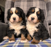 Additional photos: Stunning Bernese Mountain Dog Puppies