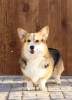 Photo №2 to announcement № 59923 for the sale of welsh corgi - buy in Russian Federation private announcement