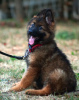 Additional photos: Beautiful dsh German Shepherd puppies.