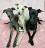 Photo №2 to announcement № 63287 for the sale of greyhound - buy in Poland private announcement