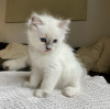 Additional photos: Rag doll kitten