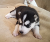 Additional photos: Husky babies