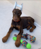 Photo №2 to announcement № 106180 for the sale of dobermann - buy in United States breeder