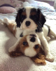 Photo №1. cavalier king charles spaniel - for sale in the city of Vilnius | 317$ | Announcement № 75782