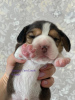 Photo №2 to announcement № 9795 for the sale of beagle - buy in Russian Federation private announcement, from nursery