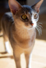 Additional photos: Purebred Abyssinian kitty with fresh blood lines for breeding (WCF)