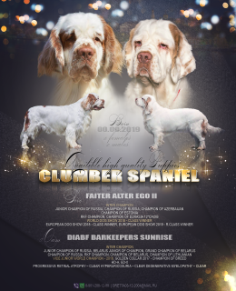 Photo №1. clumber spaniel - for sale in the city of Rostov-on-Don | Negotiated | Announcement № 4648