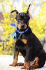 Additional photos: Doberman puppies