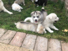 Photo №4. I will sell siberian husky in the city of Leipzig. private announcement - price - 423$