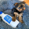 Photo №4. I will sell yorkshire terrier in the city of Cincinnati. breeder - price - 400$