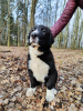 Photo №1. central asian shepherd dog - for sale in the city of Zgierz | 1010$ | Announcement № 93589