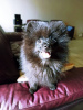 Photo №2 to announcement № 69955 for the sale of german spitz - buy in Georgia private announcement