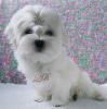 Photo №1. maltese dog - for sale in the city of Kiev | 1200$ | Announcement № 17858