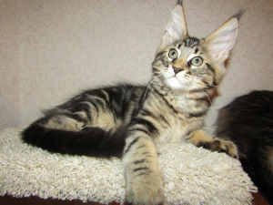 Photo №4. I will sell maine coon in the city of St. Petersburg. from nursery - price - 562$